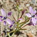 Lapeirousia fabricii purpurascens - Photo (c) Richard Adcock,  זכויות יוצרים חלקיות (CC BY-NC), הועלה על ידי Richard Adcock