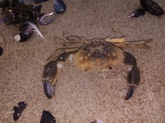 Danielethus crenulatus