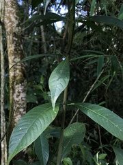 Palicourea angustifolia