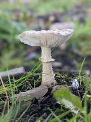 Fungi