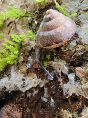 Satsuma sphaeroconus