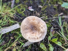 Fungi