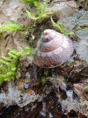 Satsuma sphaeroconus