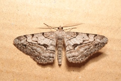 Peribatodes perversaria