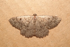 Charissa obscurata