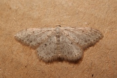 Idaea alyssumata