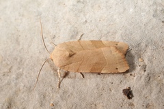 Noctua tirrenica