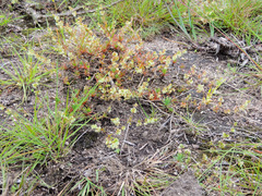 Psammotropha mucronata foliosa