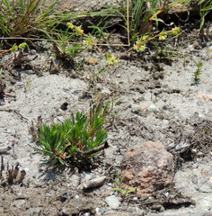 Psammotropha mucronata foliosa