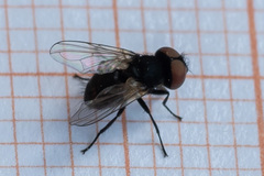Phasia barbifrons