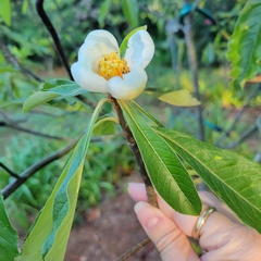 Franklinia