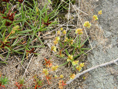 Psammotropha mucronata foliosa