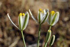 Albuca longipes