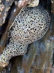 Lithophyllum byssoides