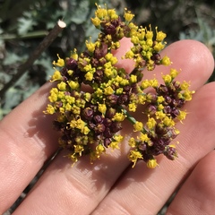 Lomatium parvifolium