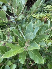 Laurus azorica