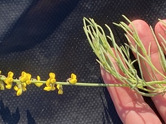 Lebeckia gracilis