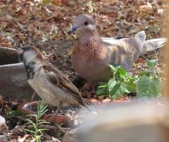 Passer domesticus indicus