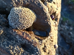 Lithophyllum byssoides