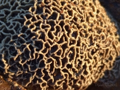 Lithophyllum byssoides