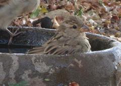 Passer domesticus indicus