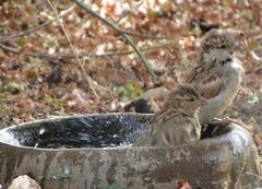 Passer domesticus indicus