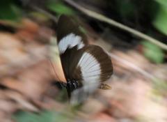 Acraea aganice aganice
