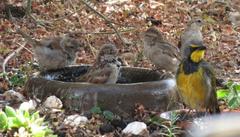 Passer domesticus indicus
