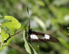 Acraea aganice aganice