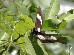 Acraea aganice aganice