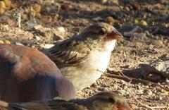 Passer domesticus indicus