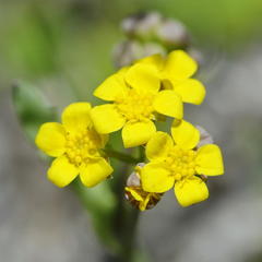Gymnodiscus capillaris