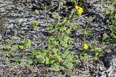 Gymnodiscus capillaris