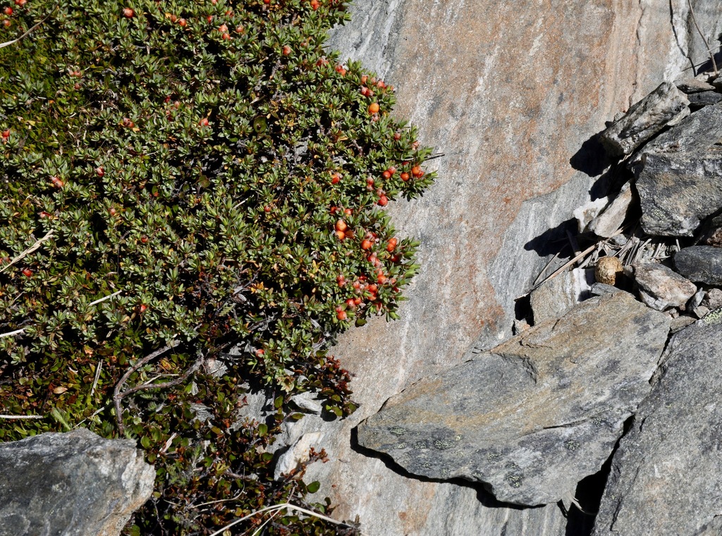Pimelea notia, Kawarau Falls, New Zealand, by chrismorse