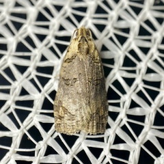 Cryptoptila australana