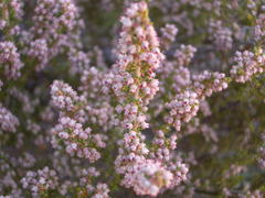 Erica hispidula hispidula