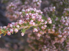 Erica hispidula hispidula