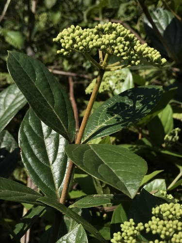 Viburnum triphyllum, photograph 6