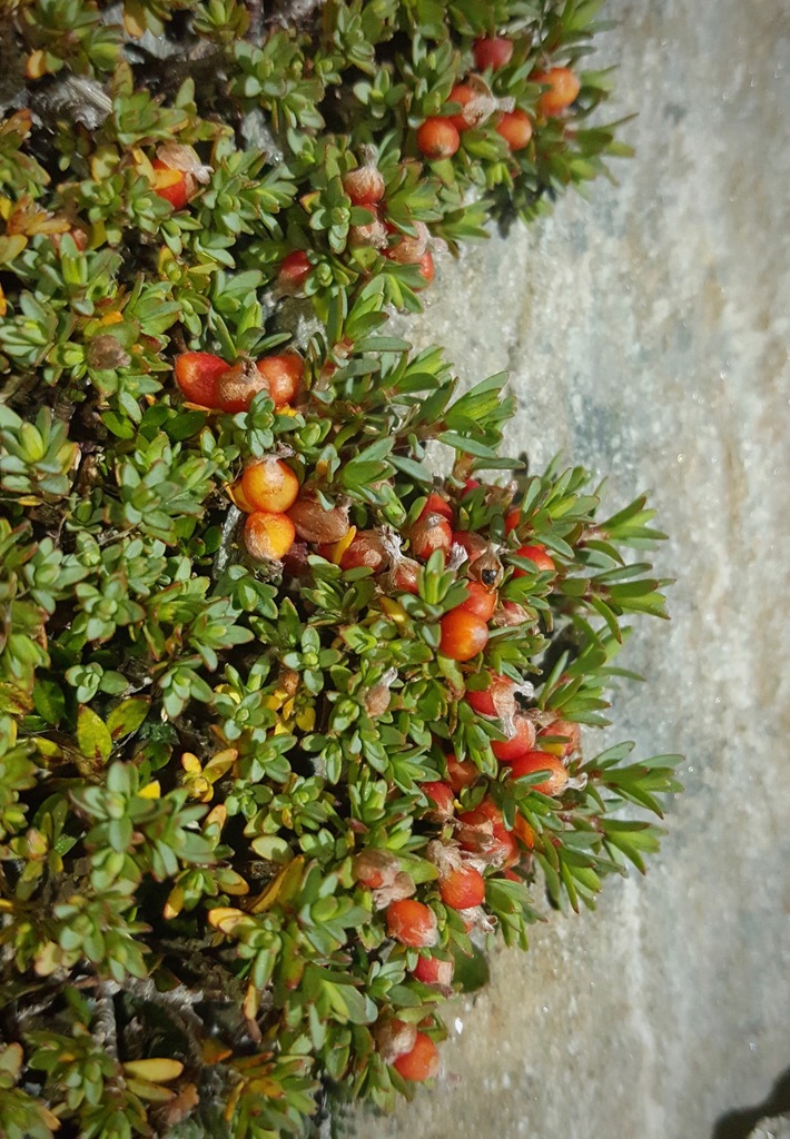 Pimelea notia, Kawarau Falls, New Zealand, by chrismorse