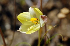 Cyanella alba flavescens