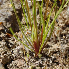 Cyanella alba flavescens