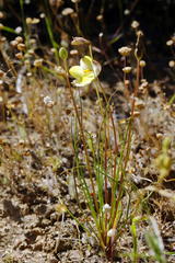 Cyanella alba flavescens