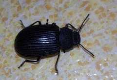 Heterotarsus carinula