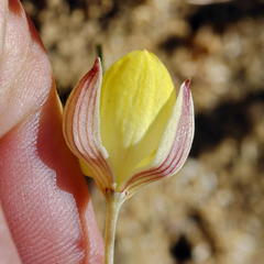 Cyanella alba flavescens