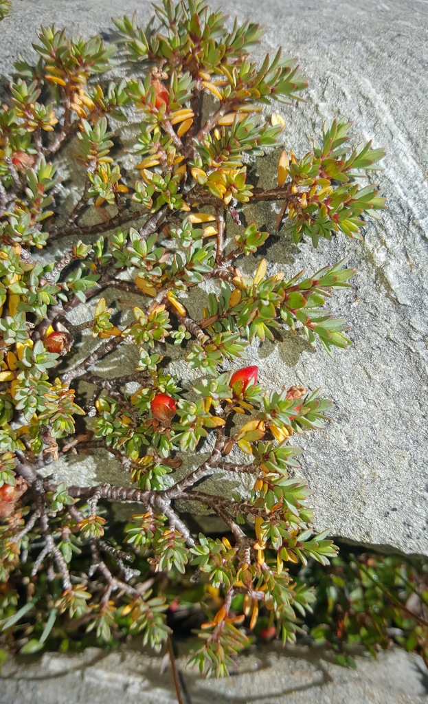 Pimelea notia, Kawarau Falls, New Zealand, by chrismorse