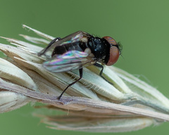Phasia barbifrons