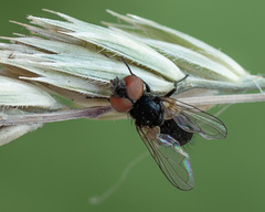 Phasia barbifrons
