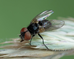 Phasia barbifrons