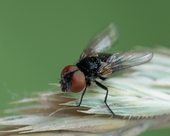 Phasia barbifrons