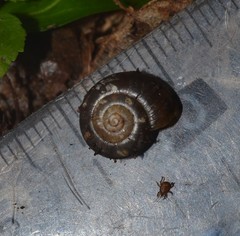 Aegopinella nitidula